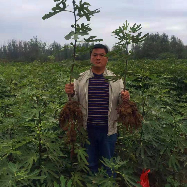 波姬红无花果苗无花果树苗基地直销品种保证包邮运费