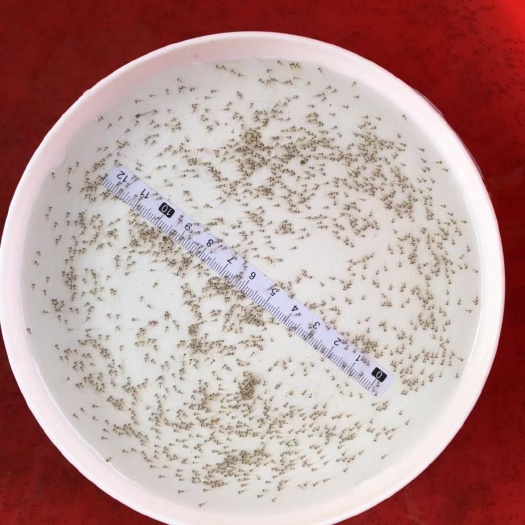 津市市加州鲈鱼苗 鲈鱼水花苗 开口苗 公分苗 寸苗 朝苗批发/零售