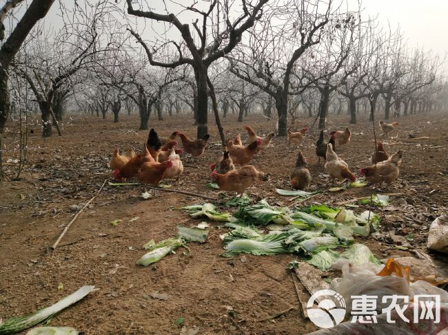 果园散养笨鸡蛋土鸡蛋土鸡散养鸡水果鸡