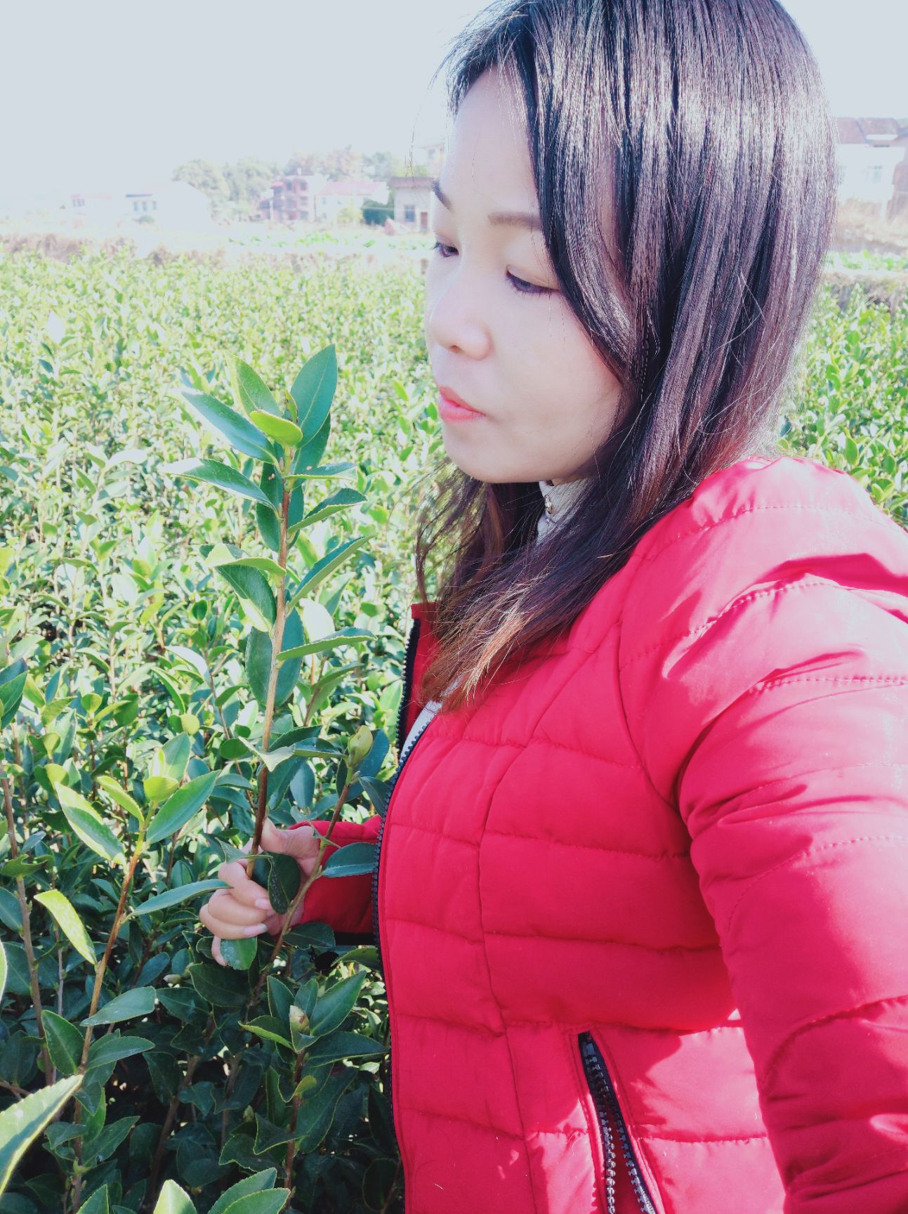 油茶树苗  嫁接油茶苗各品种大批量出售，欢迎选购