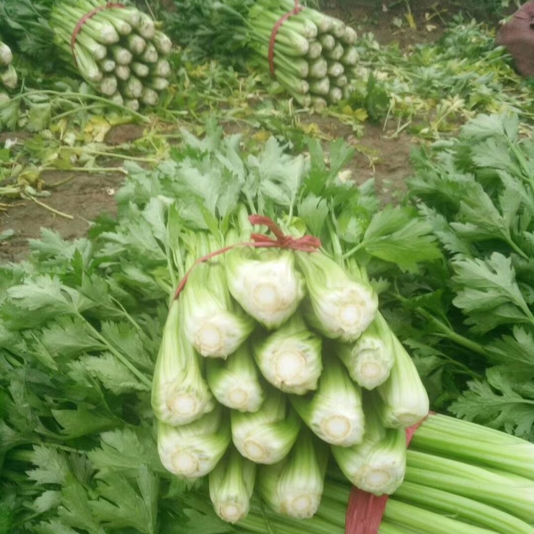  荷兰高产西芹种子 蔬菜种子 纤维少  高产抗病芹菜种子