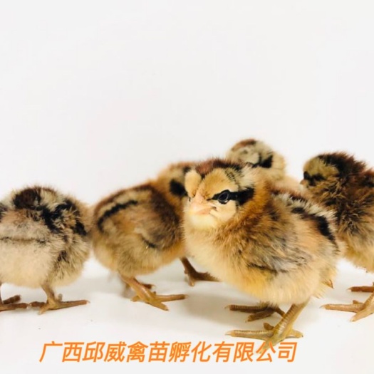 南宁青脚土鸡苗 农优选-包打疫苗 运输风险买家承担 技术提供