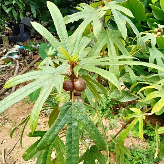 灵山县五指毛桃苗