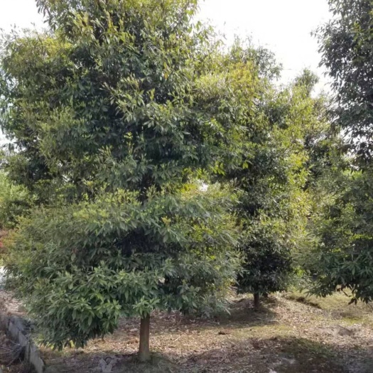 成都 成都桢楠树 小叶桢楠基地批发价