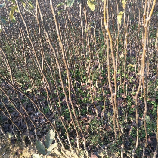 南阳 桃树苗有锦绣桃树苗突围中秋黄金密梨黄金梨秋月集2.5