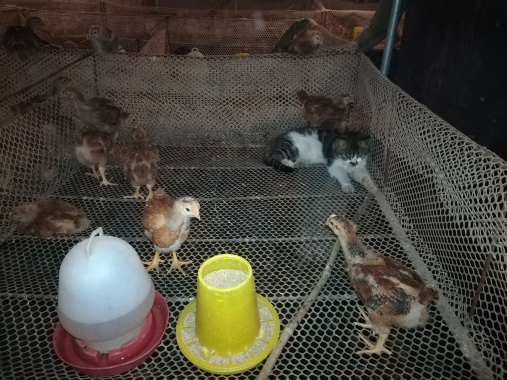 出售脱温红公鸡苗