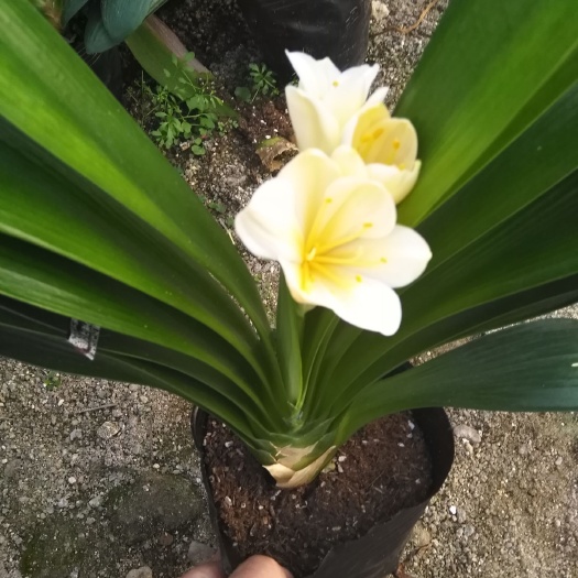 漳平市君子兰盆栽 开黄花的君子兰，已开花的不是很多。需要的从速。
