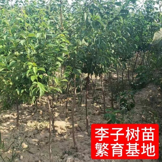 平邑县恐龙蛋李子苗