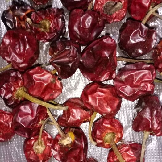 绥阳县灯笼椒 贵州灯笼辣，香微辣