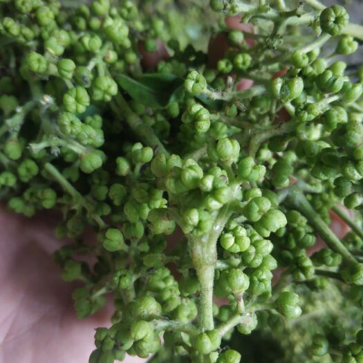 大方县 贵州吴茱萸 山辣子