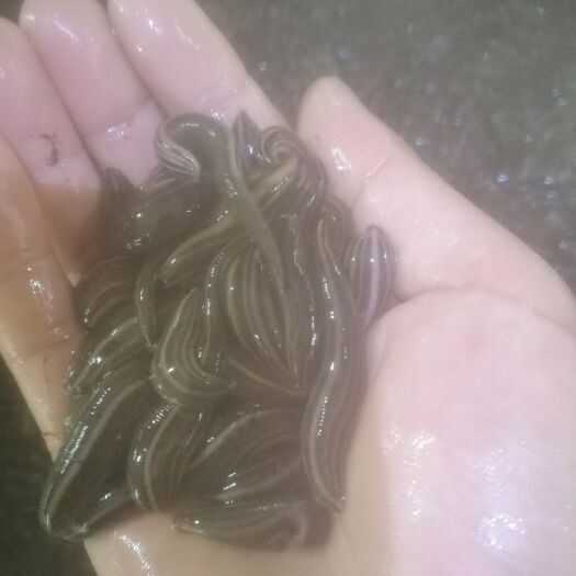 中山市菲牛蛭 日本医蛭