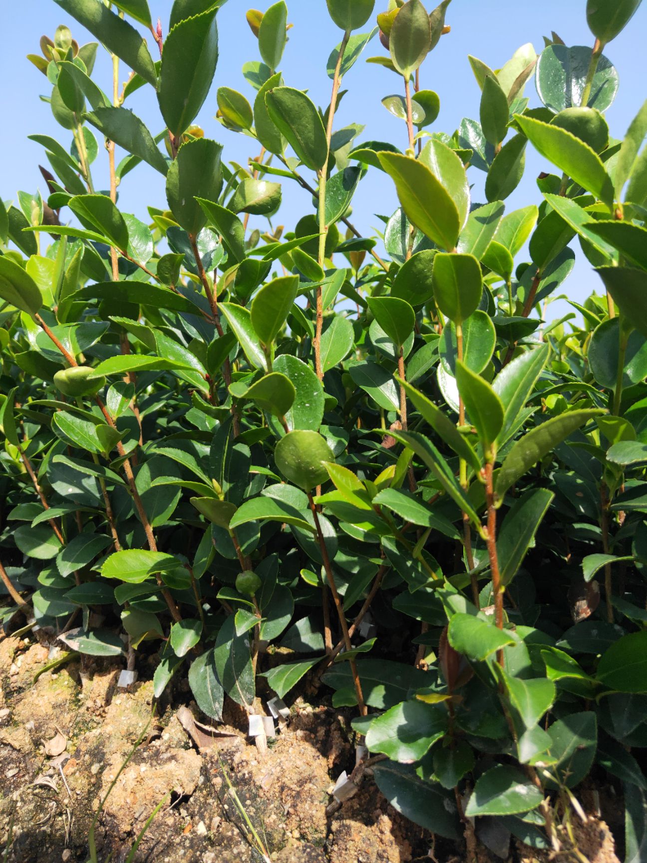 油茶树苗  嫁接油茶苗各品种大批量出售，欢迎选购