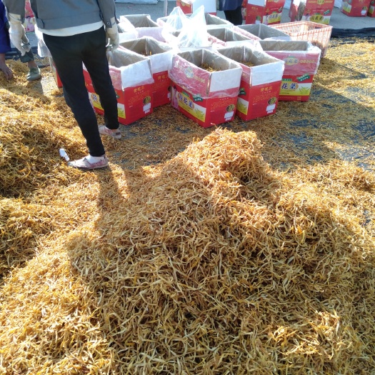祁东县黄花菜一级白条颜色一致