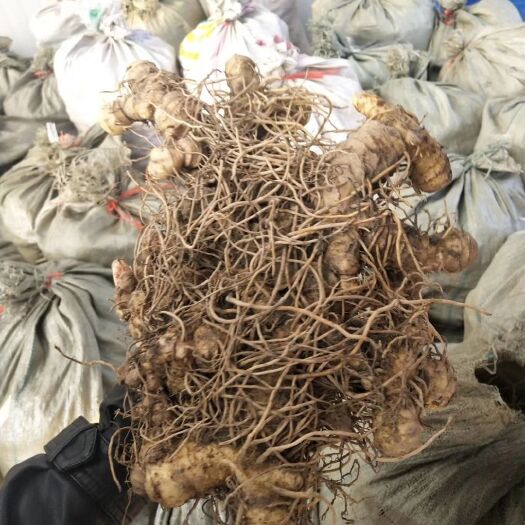 池州多花姜型倒苗甜黄精鲜货块茎