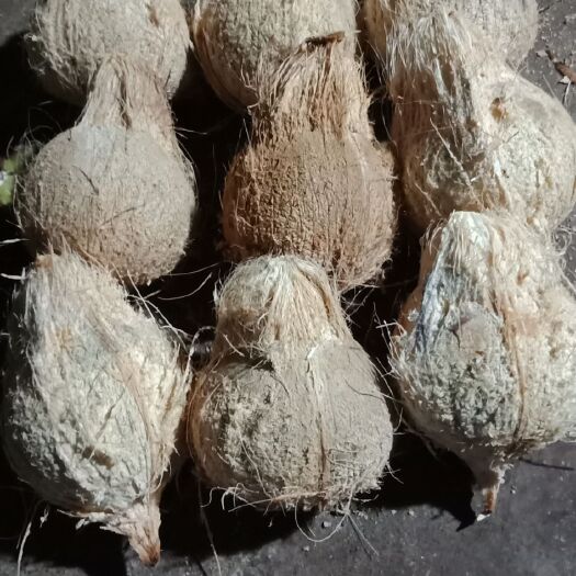 文昌市椰子  包邮 9个装优选(30cm ~35cm )老毛椰