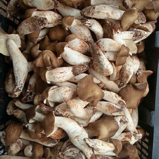 昆明鸡枞菌 鲜鸡枞菌