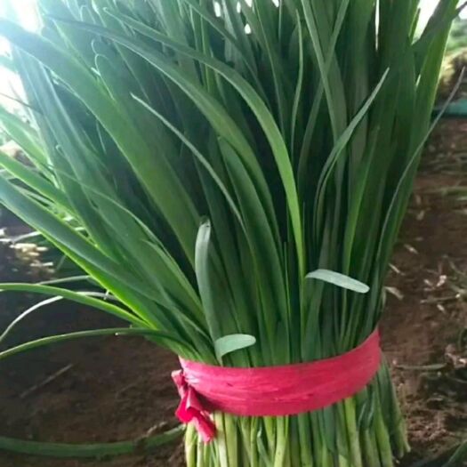 乐亭县大叶韭菜 头茬 30~35cm