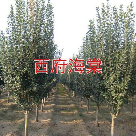  基地直銷
專業(yè)庭院綠化    西府海棠「包成活 當(dāng)年開花」