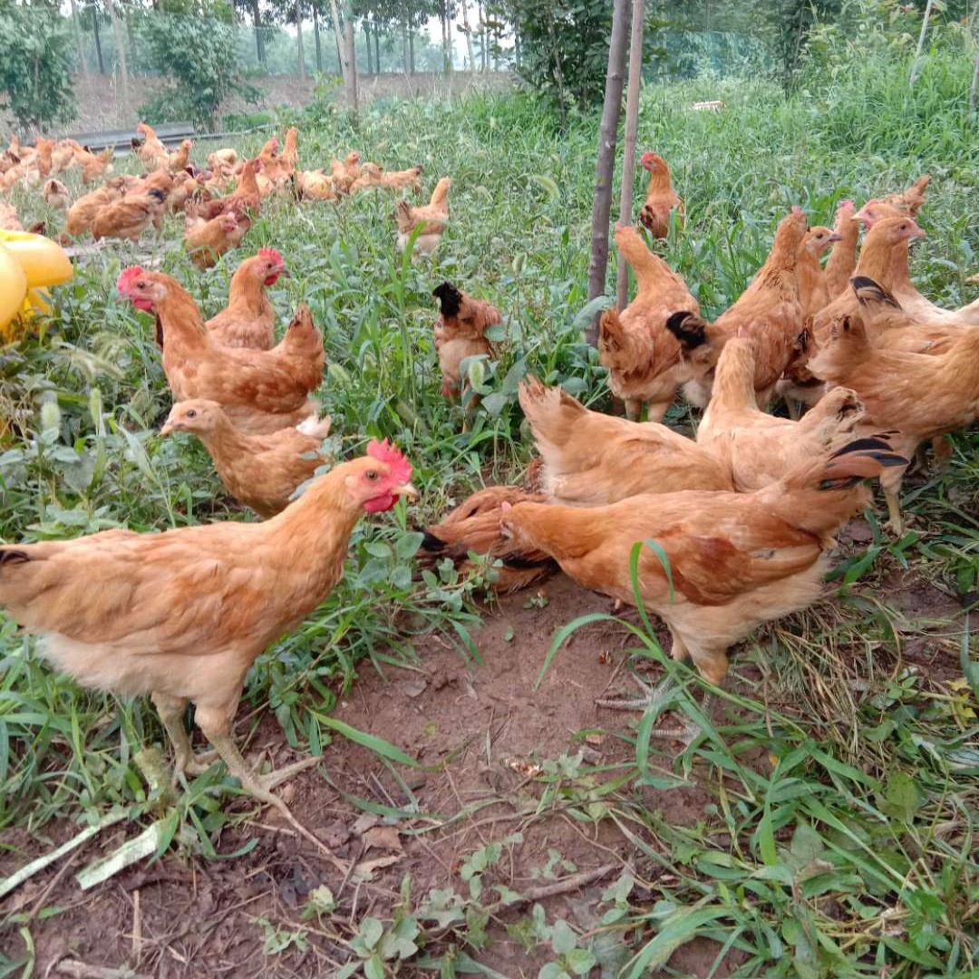 黄羽高产蛋鸡苗正宗的苏北小草鸡小细腿高产蛋原生态土鸡
