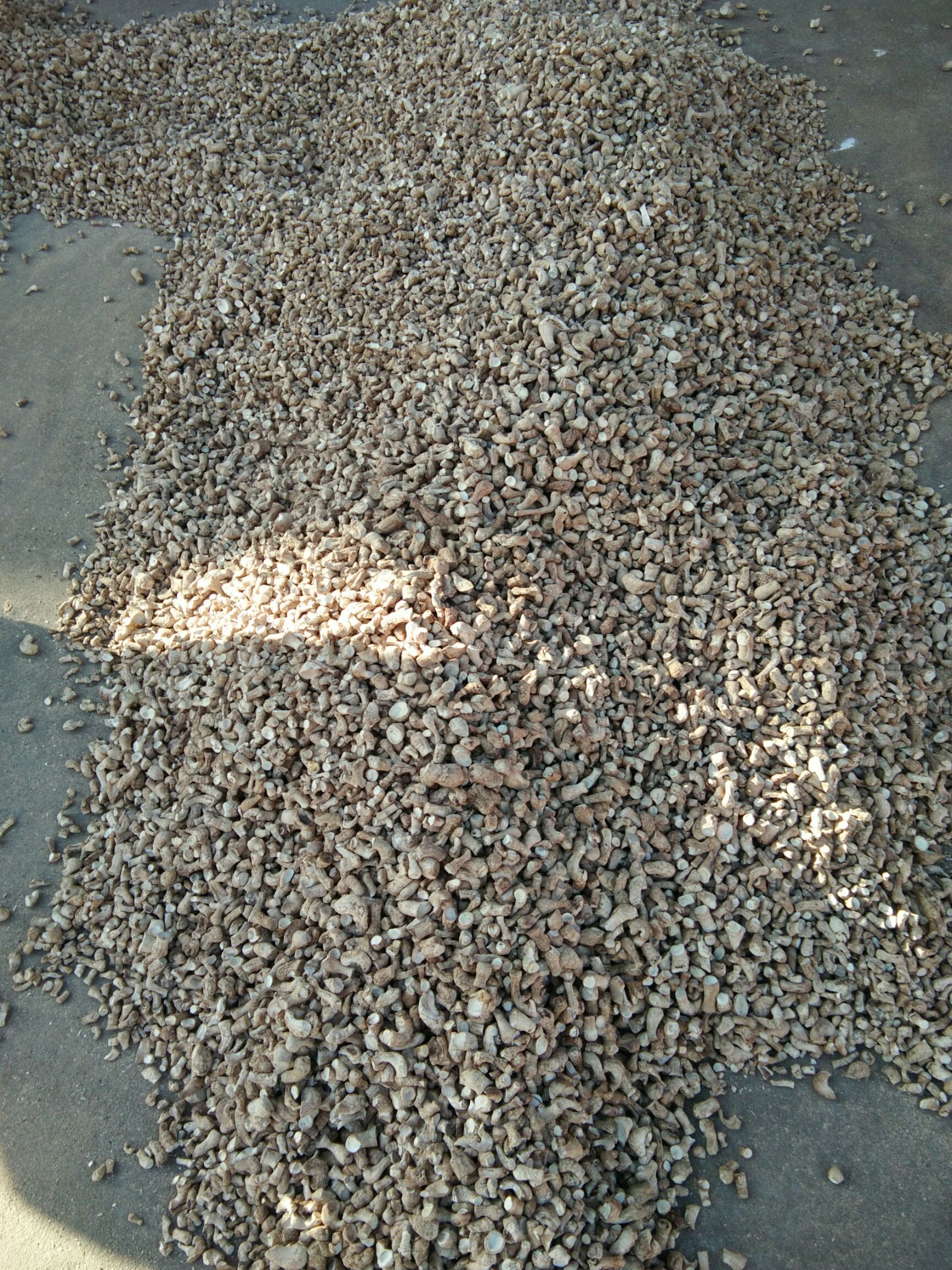 香菇脚，各种规格，年供应量500吨对接食品加工厂