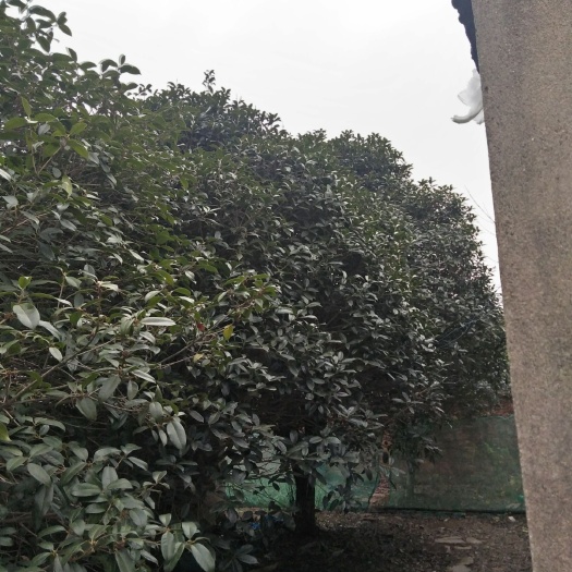 肥西县 桂花树