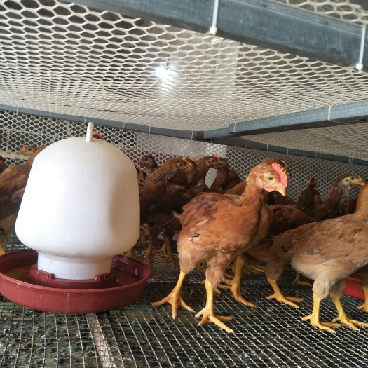 南部县土鸡苗  各种脱温鸡苗