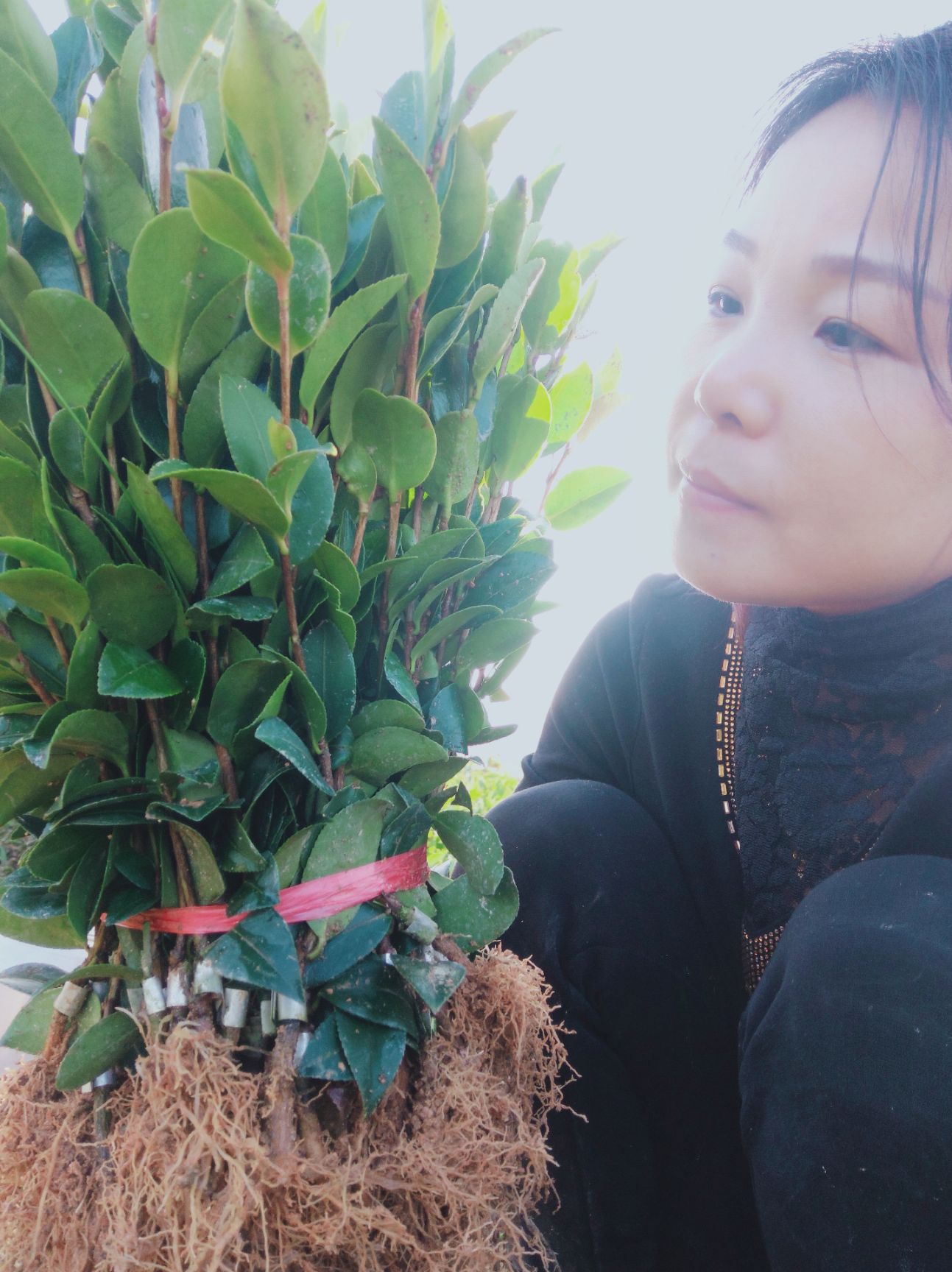 油茶树苗  嫁接油茶苗各品种大批量出售，欢迎选购