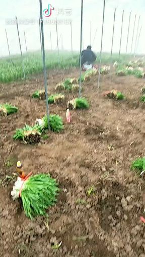  韭菜大掉价了