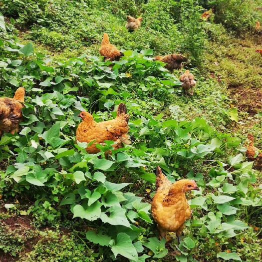 邛崃市 天台山跑山鸡天然无污染，吃玉米面和麦麸，土鸡公，贵妃鸡
