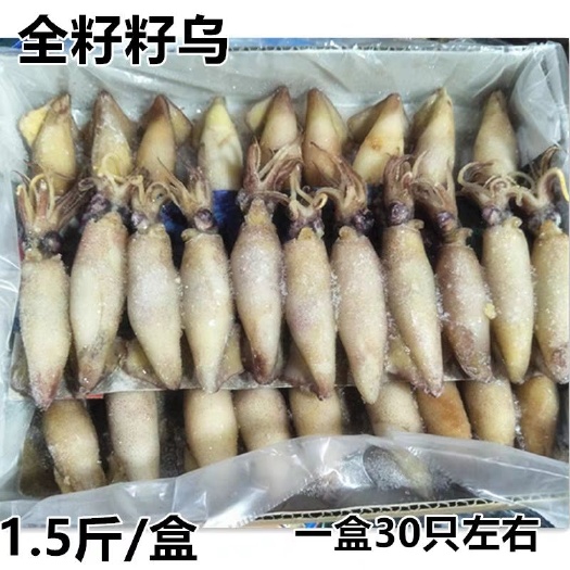 南京冻笔管鱼 新鲜满籽籽乌笔管鱼鲜活冷冻水产海兔子全籽乌贼海鲜饭店商用包邮