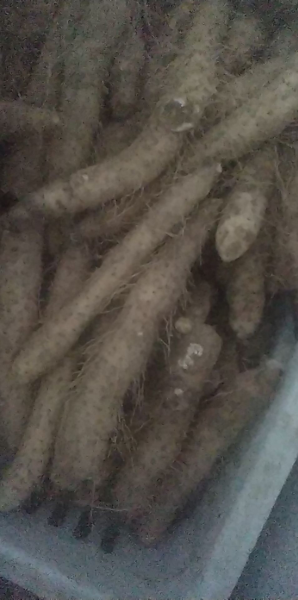 揭西县 潮汕特产姜薯