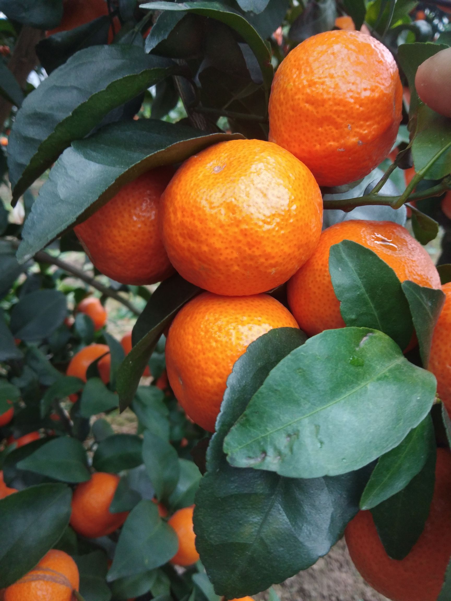 全州县广西沙糖橘桔子大量上市。可剪一刀订园收百家货都可以选择性多