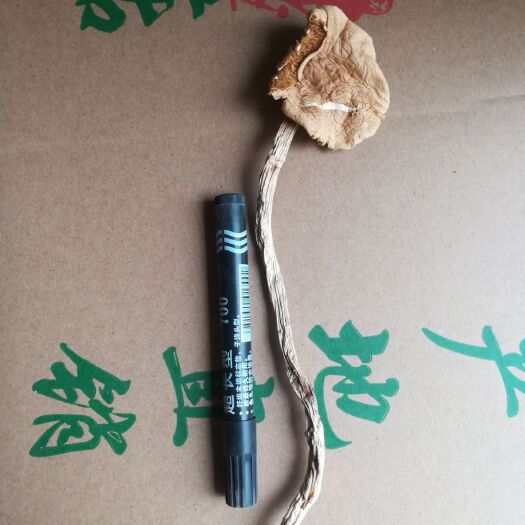 古田县 特选粗根茶树菇，熬汤煲汤专用，汤香味浓