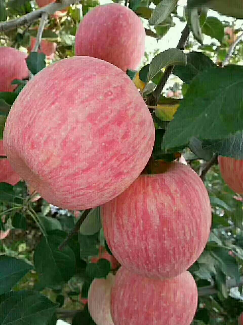 水晶富士 水晶红富士,脆甜多汁,香甜可口