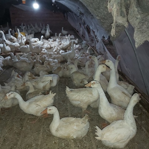 罗甸县大白鹅 6-8斤 统货 全散养