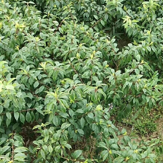 灵山县银妃三华李苗  早熟三月李，迟熟三华李，银妃李苗，不正包退，
