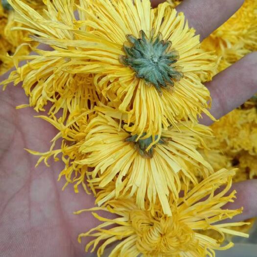 亳州 金丝黄菊
