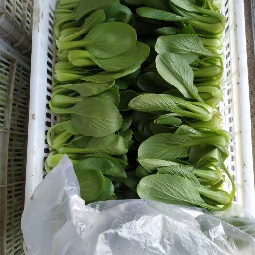 南通小青菜 8 ~10cm