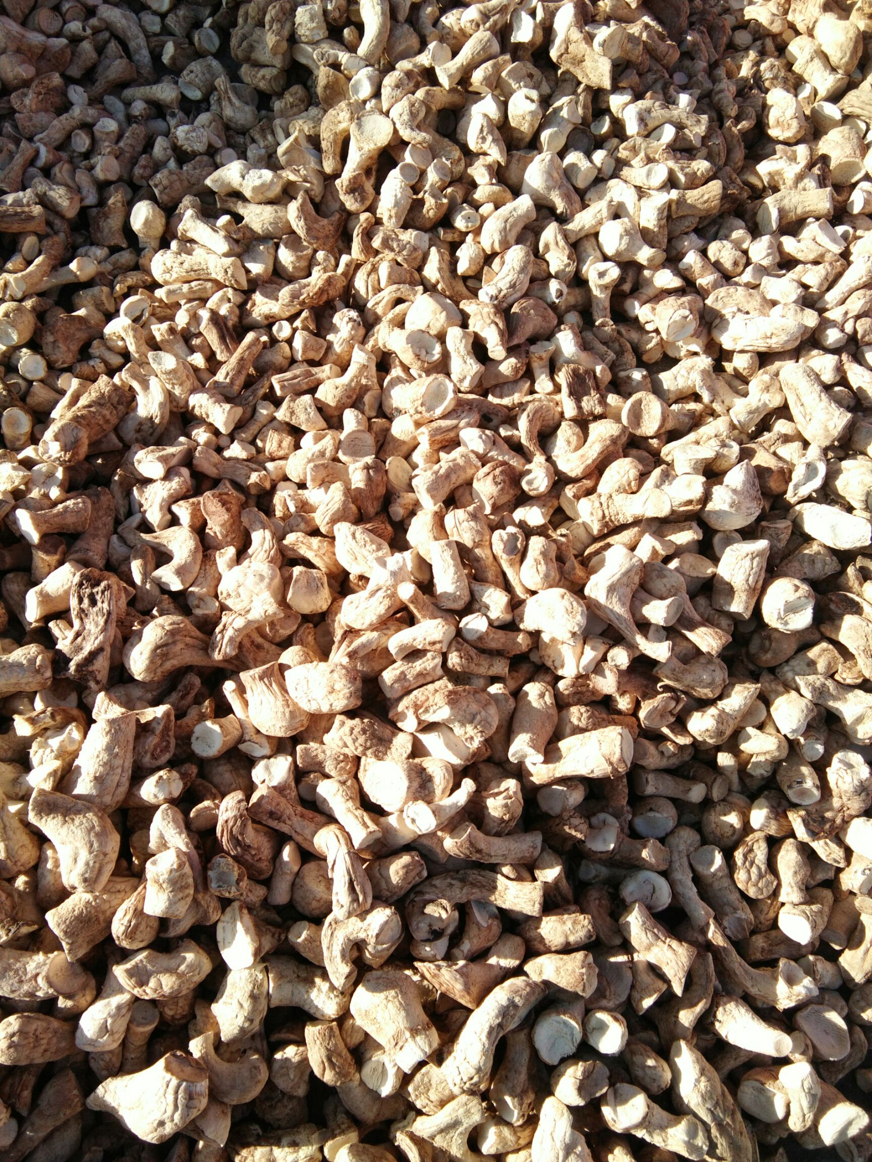 香菇脚，各种规格，年供应量500吨对接食品加工厂