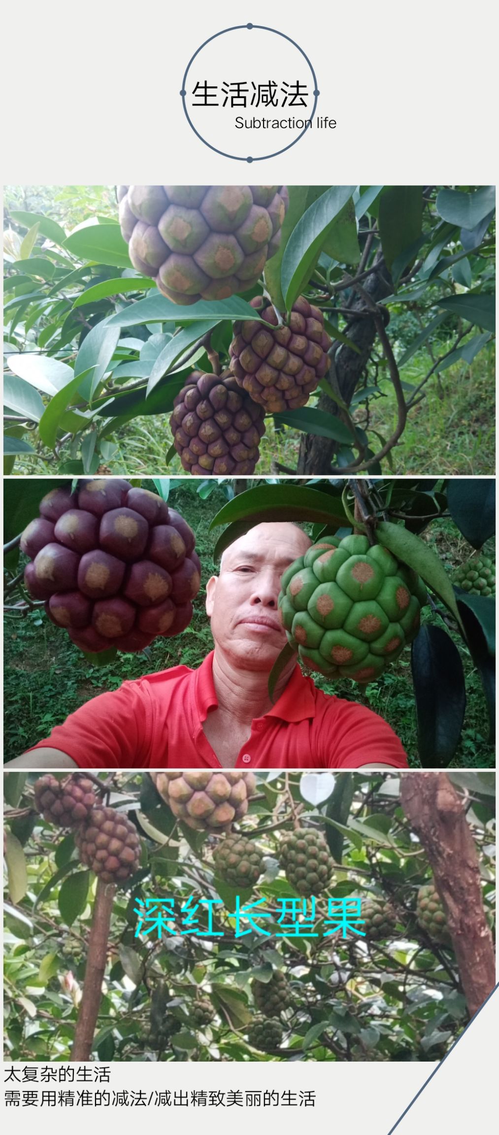 黑老虎种子  优质布福娜种子，一斤一千二佰颗，少扑多不退，看君的诚意
