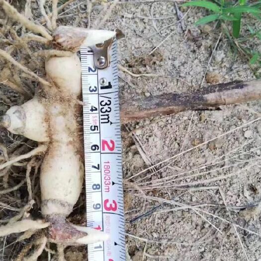 池州安徽紫花三叉白芨苗 白芨种苗