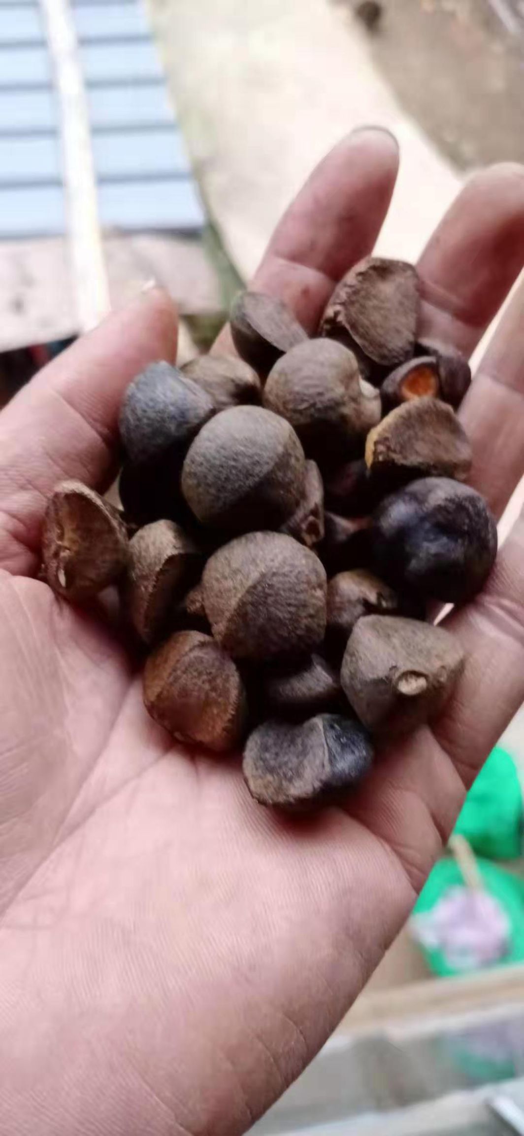 从江县油茶籽