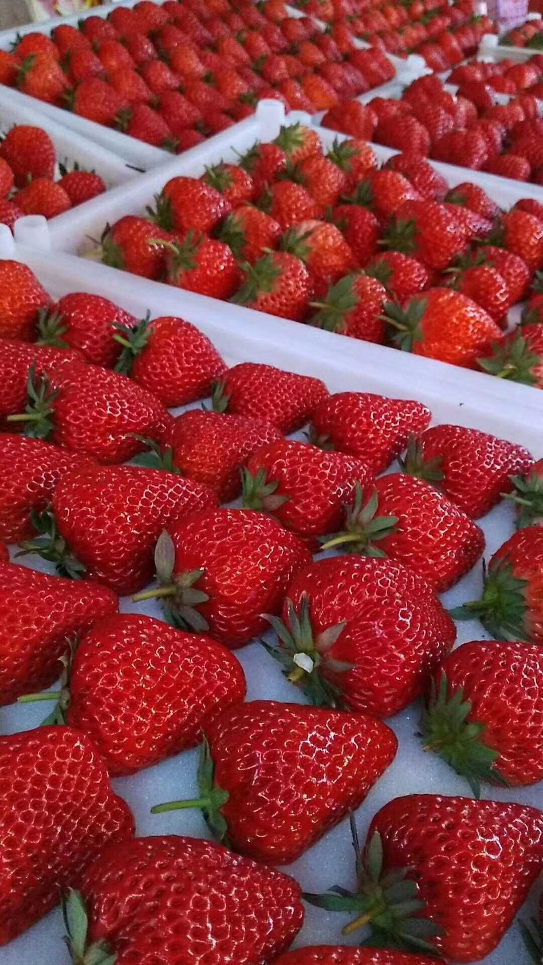 庄河99草莓