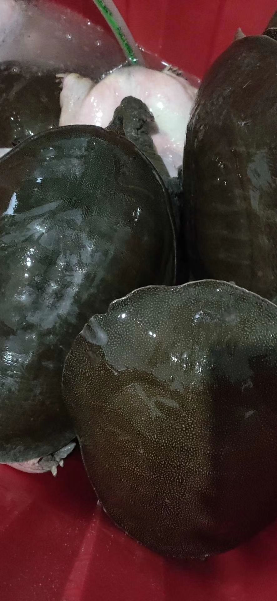 中华水鱼  聚餐送礼就选九年以上精 品老甲鱼，滋补有面儿