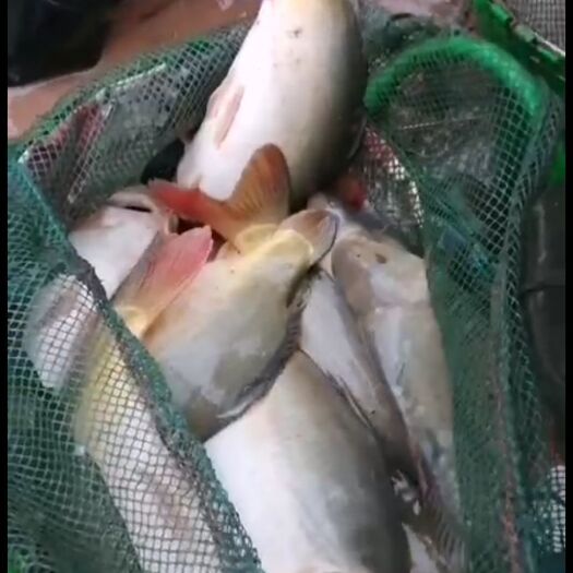 宾阳县裸鲤  长年供应中，皮毛好。