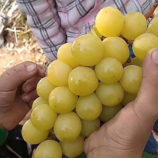 平邑县阳光玫瑰葡萄苗
