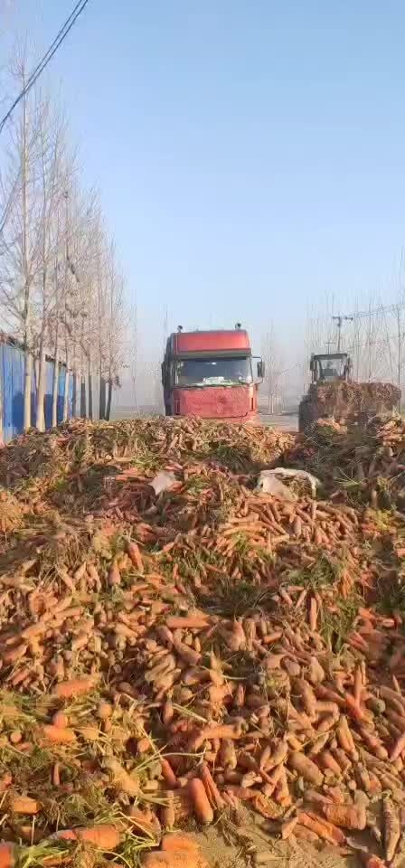 通许县 胡萝卜 加工厂任何规格都有