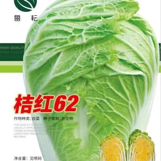 济南大白菜种子 优质春秋白菜种