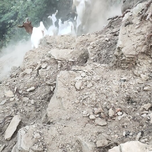 保靖县 全天放养山羊
