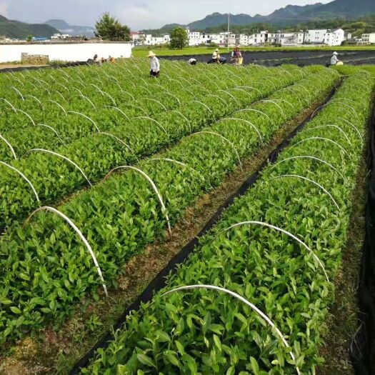 福安市乌牛早茶苗  【顺丰包邮，送货入户】 乌牛早茶树苗福建福安茶苗绿茶春波绿